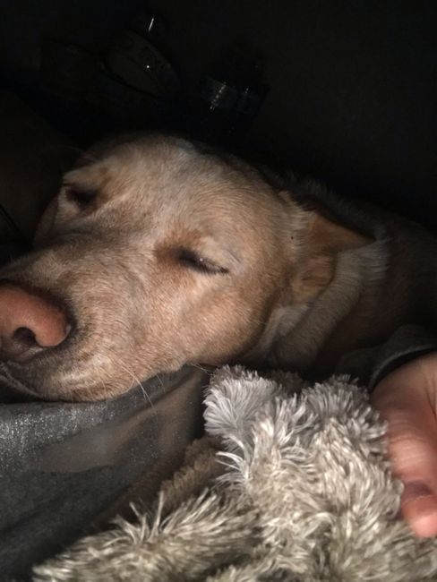 Show me your fiance and pet - 1