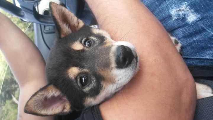 Got a new puppy, lets see a pic of your pets