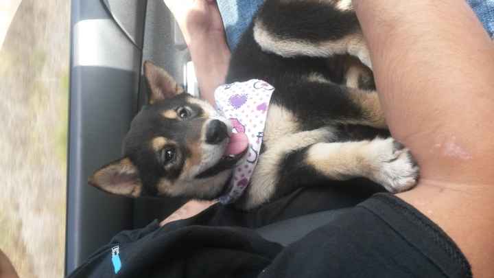 Got a new puppy, lets see a pic of your pets