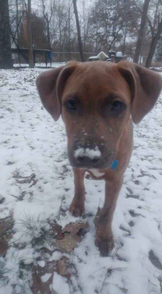 Positive thoughts and pictures of fluffy pets please