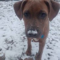 Positive thoughts and pictures of fluffy pets please