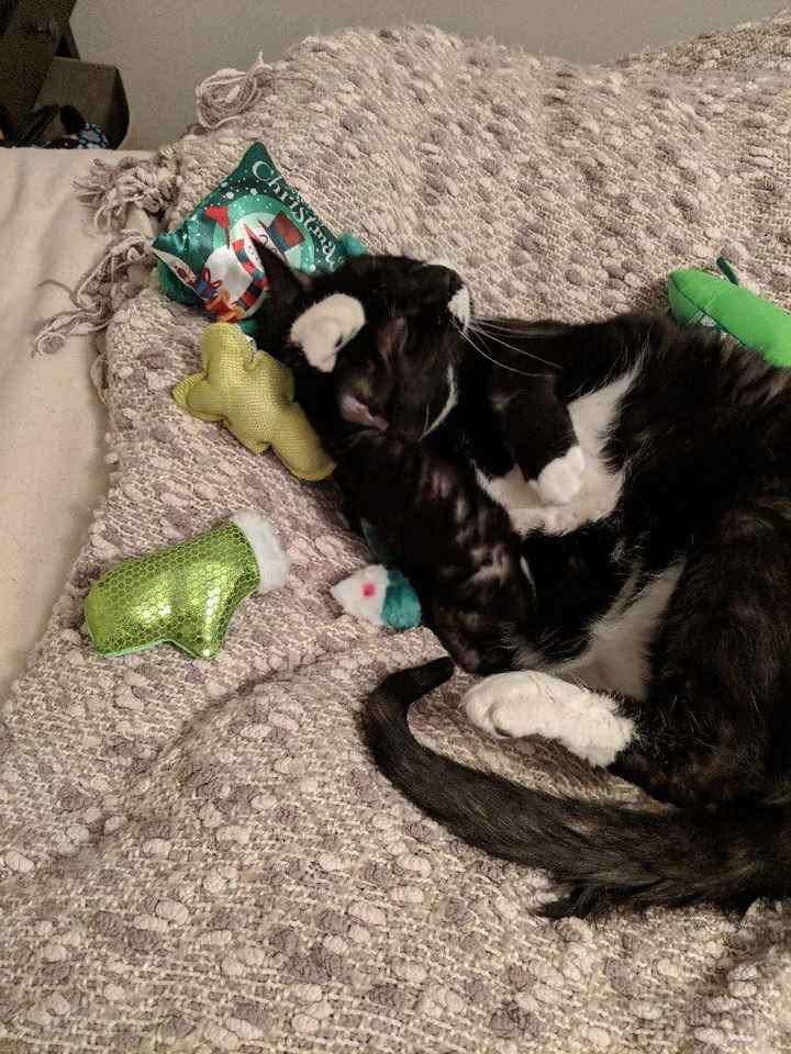 Blending Fur-families! - 2