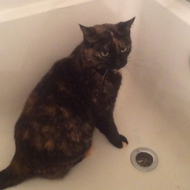 NWR - Pet pictures