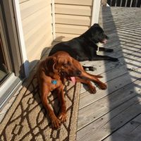 NWR: Show me your pups!