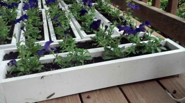 Centerpeice Question!  **pictures**