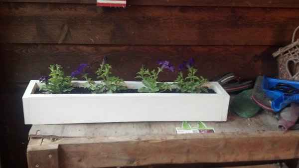 Centerpeice Question!  **pictures**