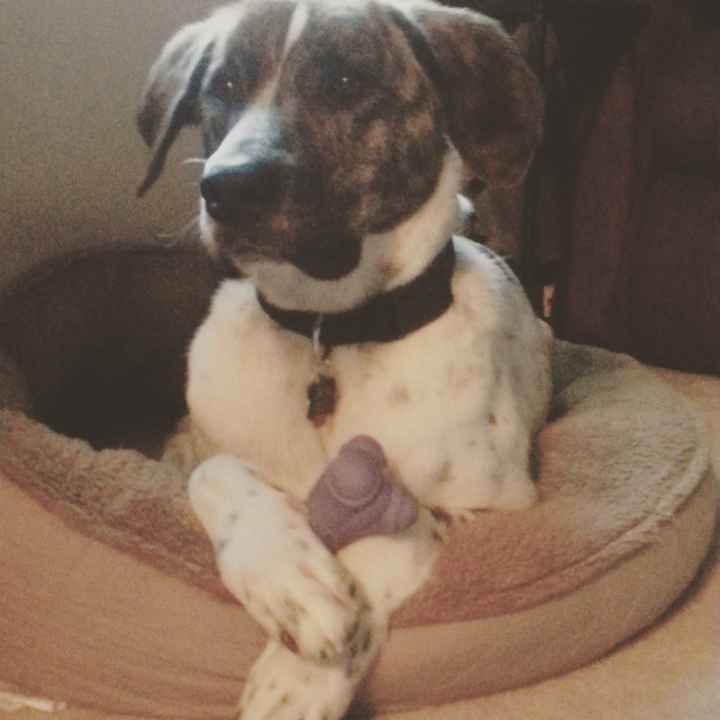 NWR: Fur-baby Fursday!