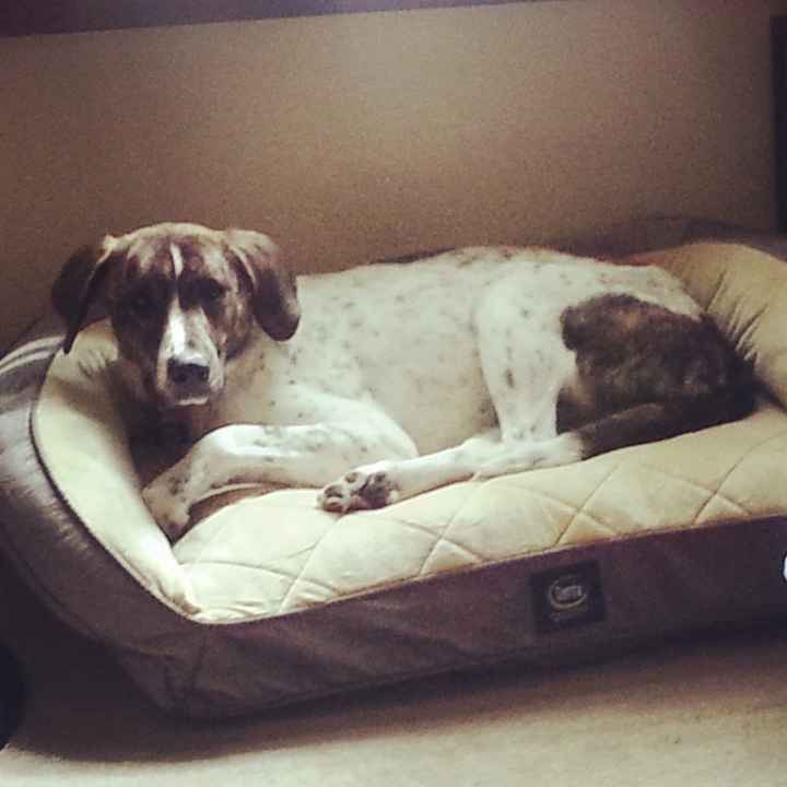 It is national dog day!