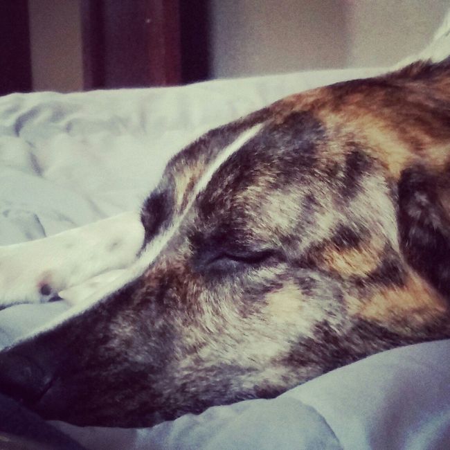 It is national dog day!