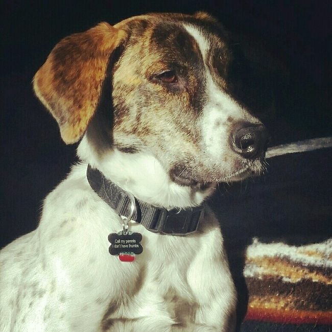 NWR- Puppy Lovin