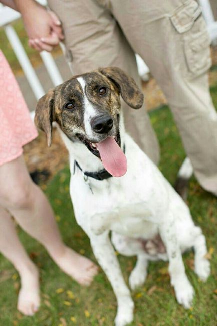 Engagement pictures with doggies