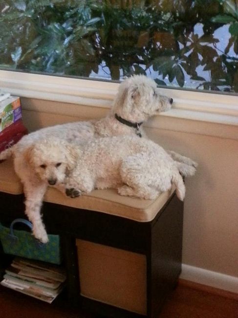 Its Friday - time for Furbabies...