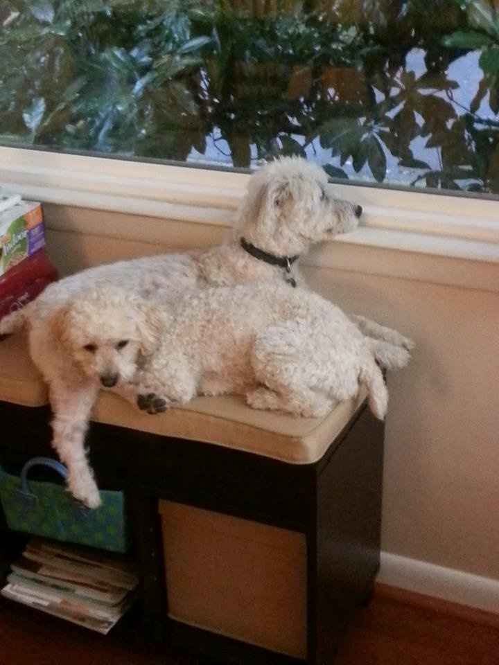 Its Friday - time for Furbabies...