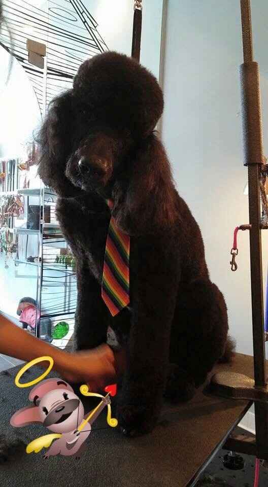 ENGAGEMENT PHOTOS ANYONE?!?!