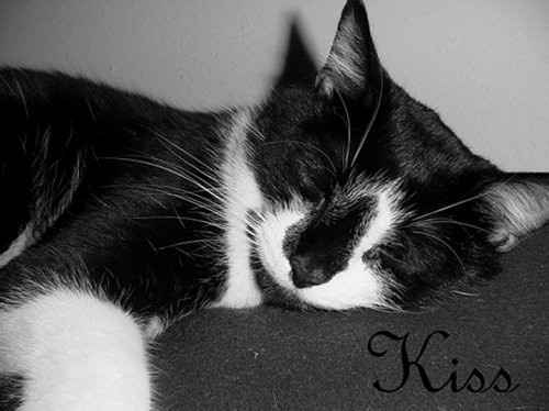 NWR: losing a beloved pet