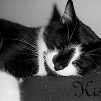 NWR: losing a beloved pet