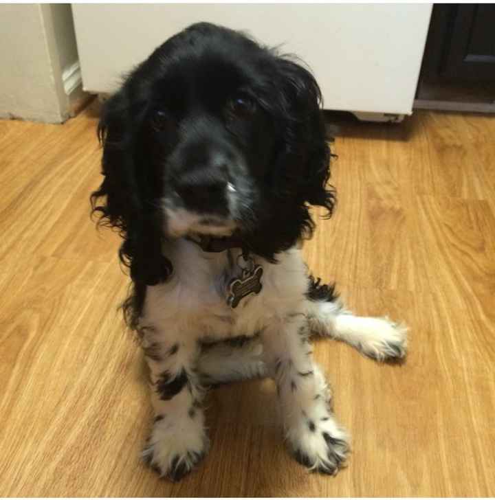 NWR: Lets talk pets.