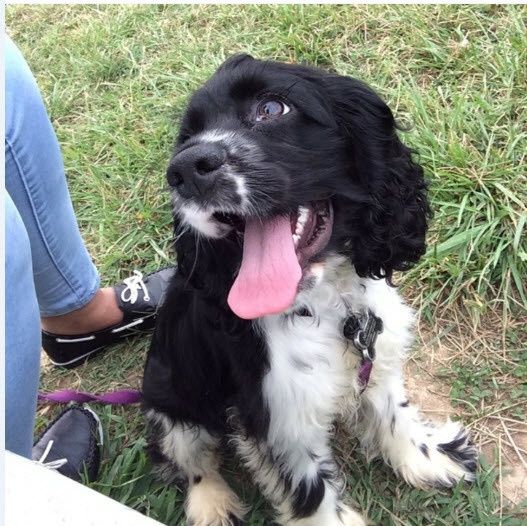NWR: Show off your furbabies!