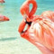 MrsFlamingo