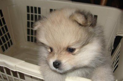 Just for fun- haven't seen the furbabies in awhile