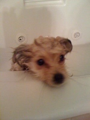 Just for fun- haven't seen the furbabies in awhile