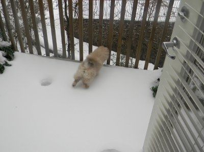 Just for fun- haven't seen the furbabies in awhile