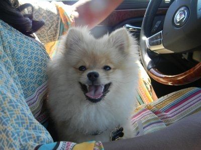 Just for fun- haven't seen the furbabies in awhile