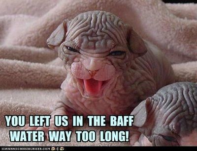It's funny photo time!
