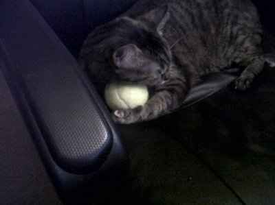 SBR: Meet my Fur-babies, lets see yours too