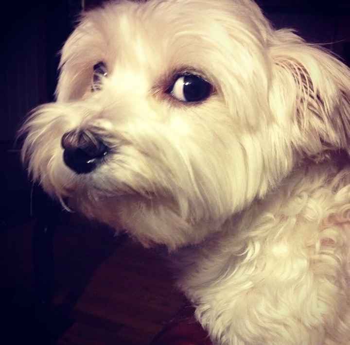 NWR: Show me your pups!