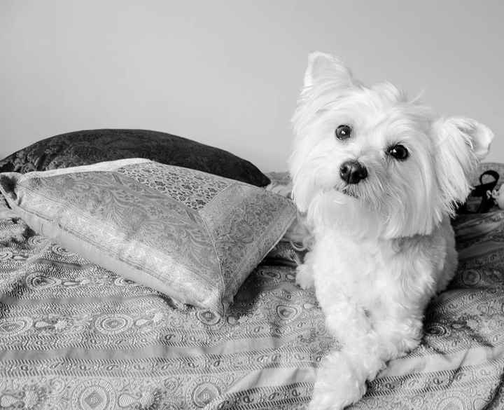 NWR: Our fur baby is going to the big dog park in the sky :(