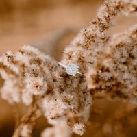 2023 Brides - Show us your ring! - 1