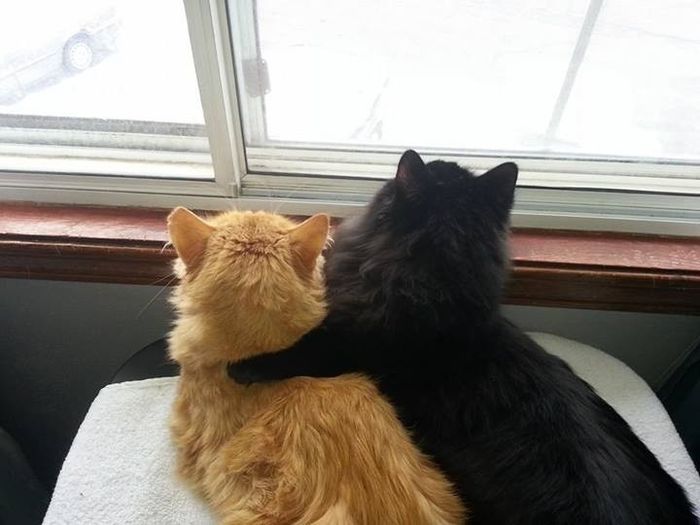 NWR:  Feline Friday :)