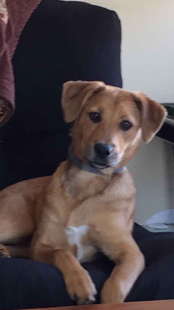 NWR: Losing our husky