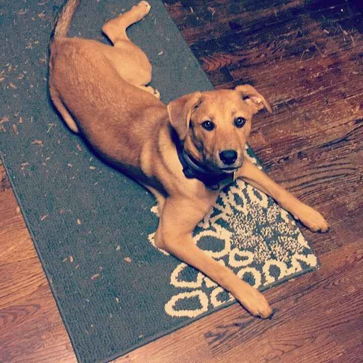 Let me see those fur babies!