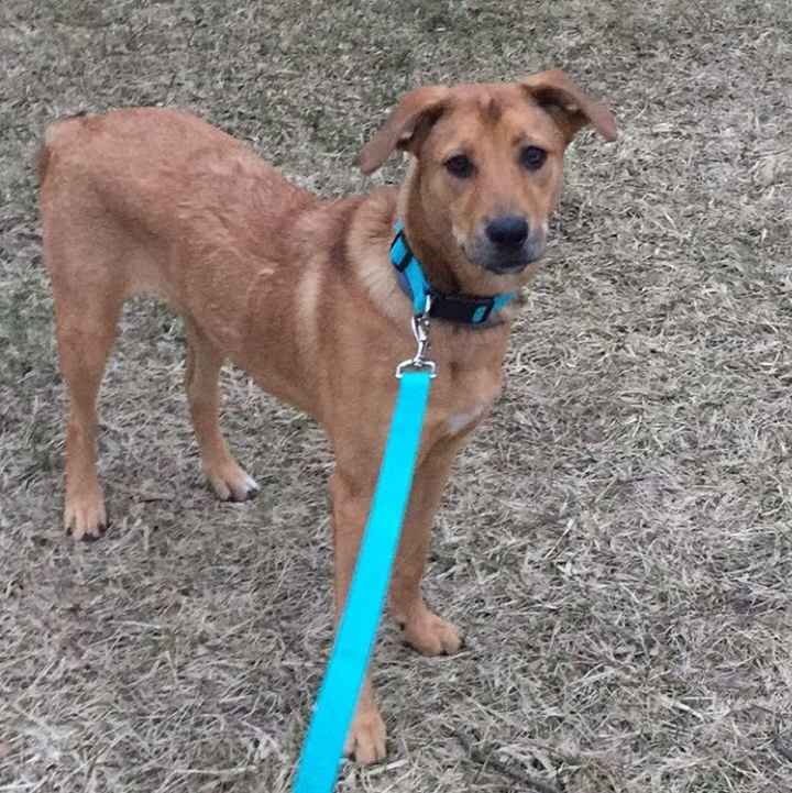 NWR: Puppies and fur babies!