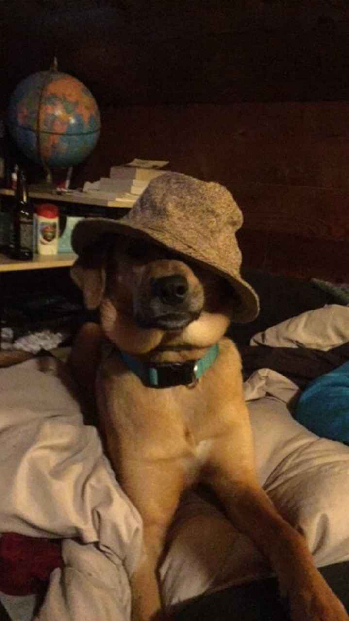 NWR: My pup thinks she's people. She's right. Show me your "people pups!"