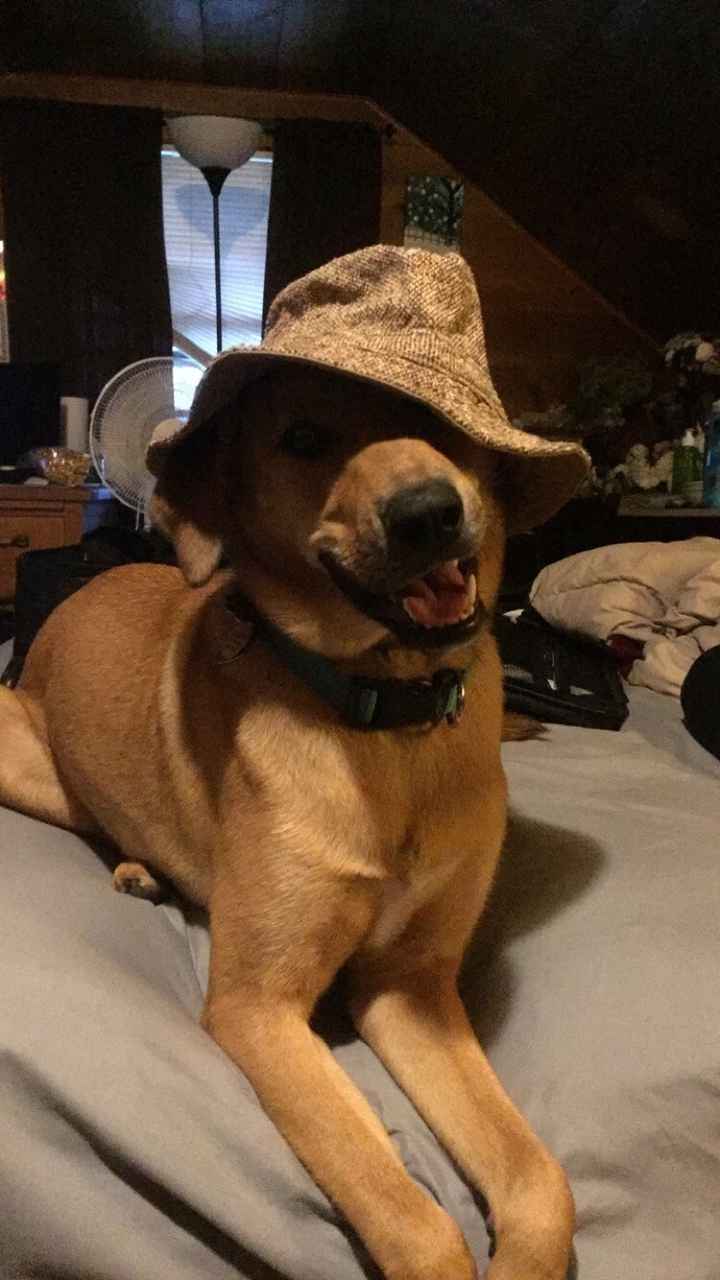 NWR: My pup thinks she's people. She's right. Show me your "people pups!"