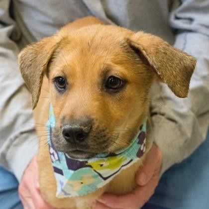 NWR: New puppy!