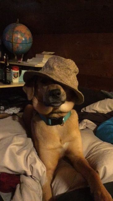 NWR: My pup thinks she's people. She's right. Show me your "people pups!"