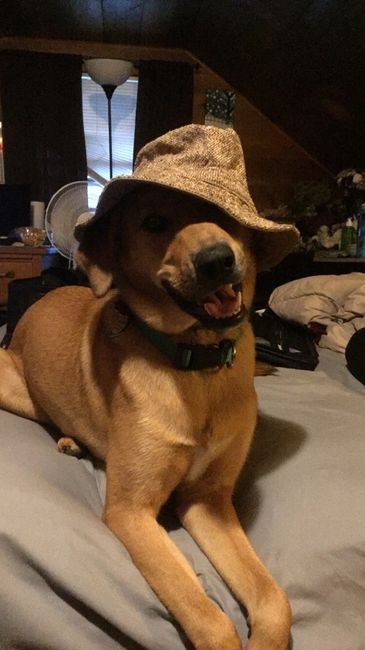 NWR: My pup thinks she's people. She's right. Show me your "people pups!"