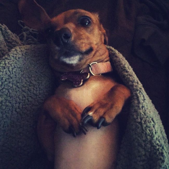 Your dog, your wedding