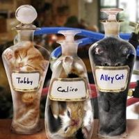 Experience using betta fish in centerpieces?