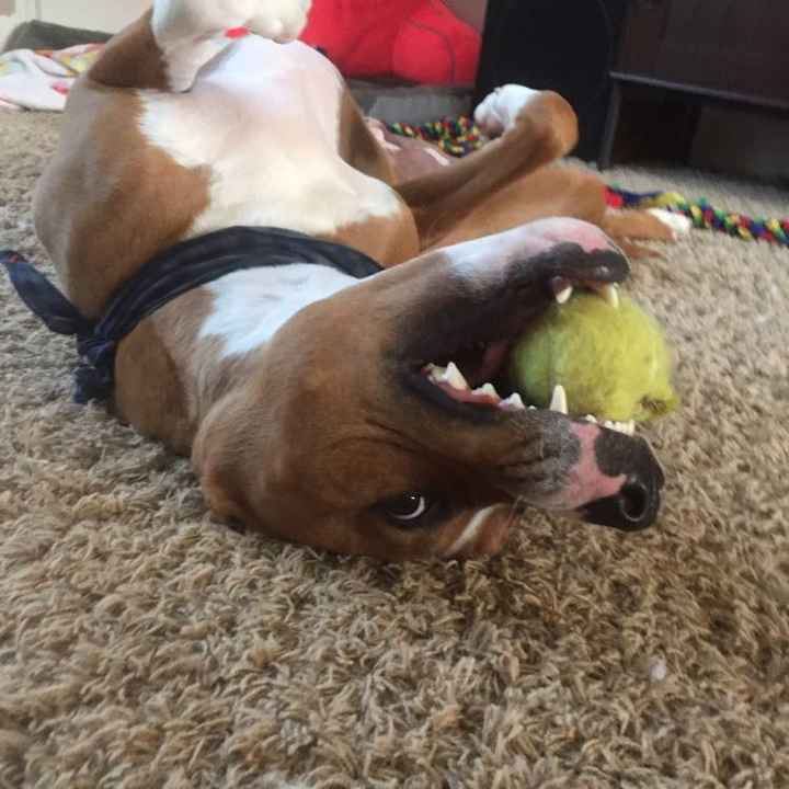 NWR: Silly pictures of your pets