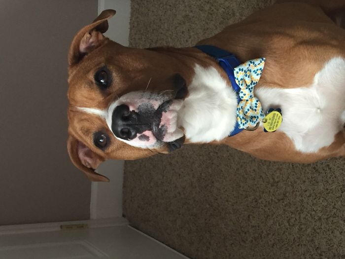 Nwr- show me your fur babies