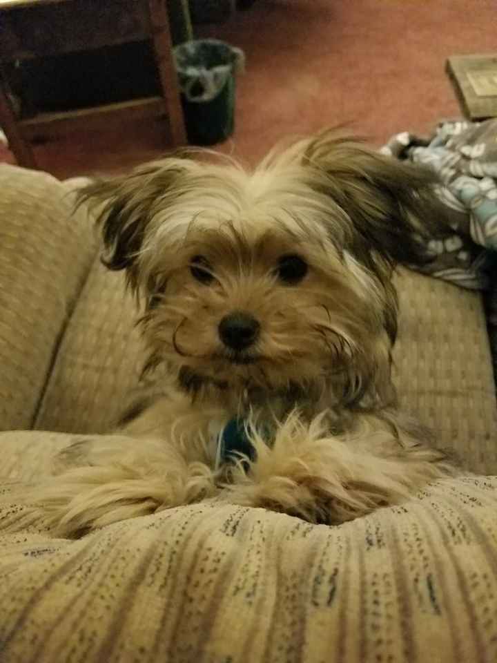 Show me your fur babies!