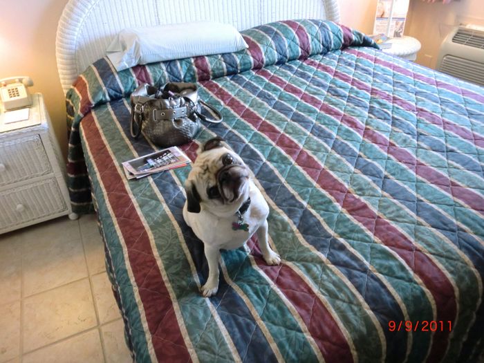 NWR- Does anybody want a dog?