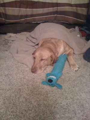 Furbabies!!! Lets show them off!