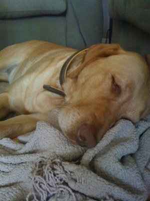 Furbabies!!! Lets show them off!