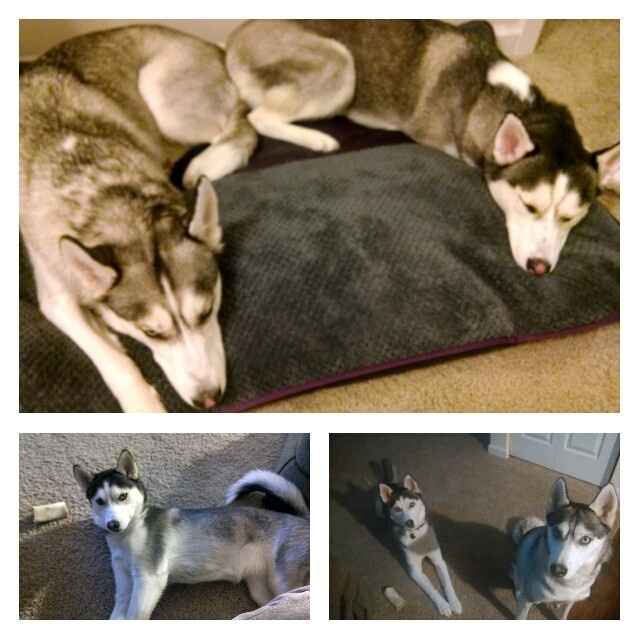 NWR: today is my Pups 2nd birthday!! Do you and your FH have a pet? Show pics!!!